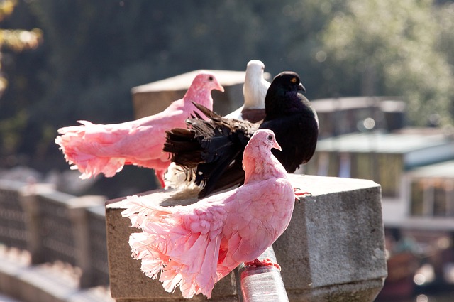 谁骚扰谁？阿媒：旺达声称伊卡尔迪霸占住房不走，指控其性别暴力.